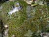 Assorted zoanthid