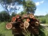 Red Sandalwood Logs