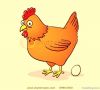 Chicken Eggs Farm Fresh