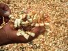 Shrimp Meal