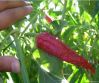 Dried sweet paprika