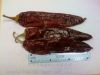 capsicum annuum/pimenton