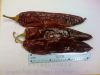 capsicum annuum/pimenton