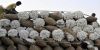 High quality Cottonseed Hulls, Hulls of Cotton seed for cultivation of mushrooms 