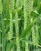 Urea N46 Buyer | Impor...
