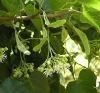 Kava Root Extract Powd...