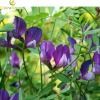100% Natural Alfalfa P...