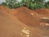 Palm kernel shell