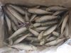 frozen sardine sardine...
