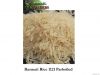 Basmati Rice Parboiled...