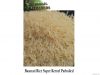 RICE SUPPLIER| PARBOIL...