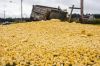 Fresh Yellow Corn &amp...