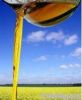 Rapeseed Oil