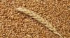 wheat soft and durum