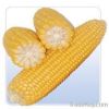  Maize | Maize Exporte...