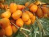 seabuckthorn juice con...