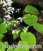 Epimedium P.E.