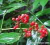 Cranberry extract Mira...