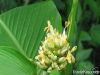 Calathea inocephala - ...