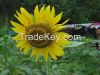 Helianthus annuus