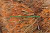 Vietnam Cassia Split l...