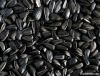 New Crop Sunflower Seeds Suppliers | Sunflower Seed Exporters, | Sunflower Black Seed  | Striped Black Seed | Flowers Seed | Sunflower Kernels