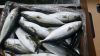 Yellow tail frozen who...
