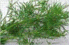 dill seeds
