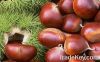 Quality Fresh Chestnuts