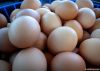 fresh chicken eggs