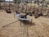 Our Goats - Sirohi