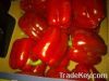 Red Capsicum