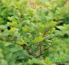 Giant Knotweed Extract...