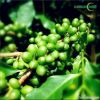 Green Coffee Bean Extract