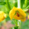 Obtuseleaf Senna Seed ...