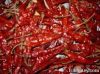 Red Chilli