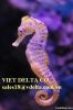 Dried Sea Cucumber