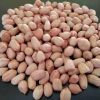 ground nut kernel