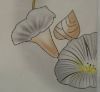 PVC DECORATIVE FILM FO...