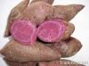 SWEET POTATO