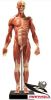 Human Anatomy model fo...