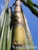 fresh sugar cane