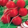 Radish Red Colour