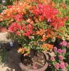 Bougainvillea