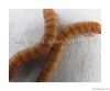 Natural Pet Food Mealworm insect larva