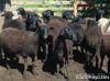 Live sheeps, beef, hor...