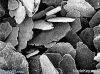 Crystalline Flake Grap...