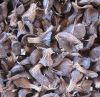Palm Kernel Shells