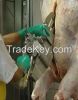 Cattle Carcass Brisket Opening Saw