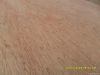 commercial plywood poplar pine teak okumen bintangor redwood plywood